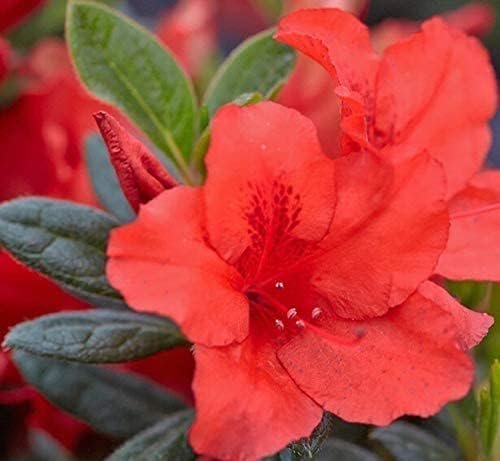 Azalea Vivid | Live Plants | Red Flowering Rhododendron Blooming Shrubs