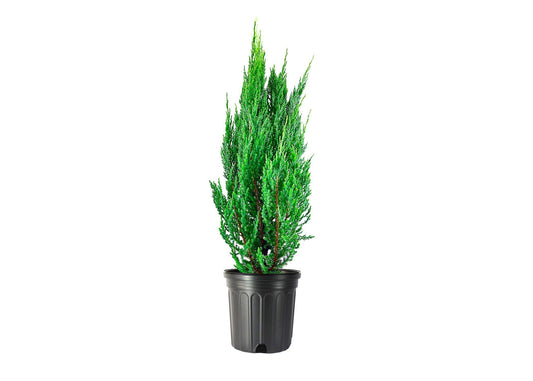 Blue Point Juniper | Large Gallon Trees | Juniperus Chinensis | Evergreen Screening Plants