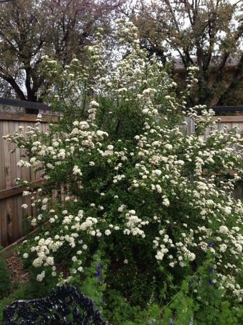 Viburnum Walter's Whorled Class | Extra Large 3 Gallon Plants | Viburnum Obovatum 'Walters Whorled Class' | Landscape Accent | Hardy Shrub