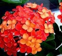 Ixora Maui Red | Extra Large 3 Gallon Plants | Ixora coccinea | Tropical Garden Favorite | Lush Flowering Shrub