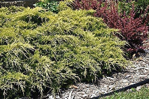 Juniper Gold Lace | Live Inch Pots | Juniperus Chinensis | Drought Tolerant Cold Hardy Evergreen Groundcover Plants