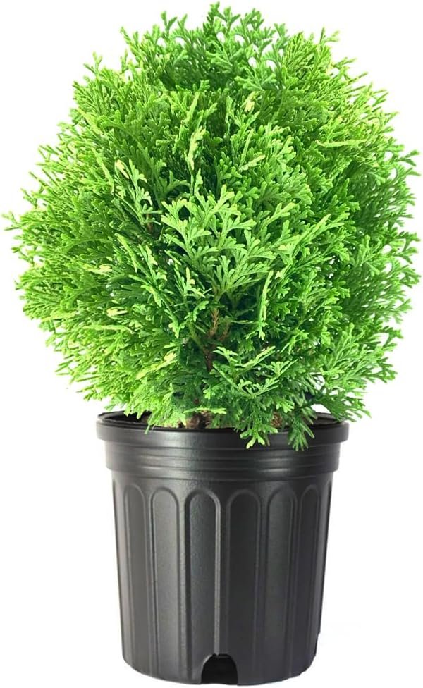 Little Giant Arborvitae | Live Gallon Size Plants | Dwarf Evergreen Shrub, Perfect for Landscaping & Privacy, Low Maintenance, Hardy & Drought Tolerant