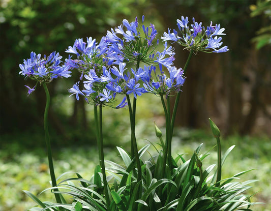 Agapanthus Africans Blue | Extra Large 3 Gallon Plants | Vibrant & Hardy Perennial, Lush, Ornamental Plant with Brilliant Blue Blooms, Ideal for Borders, Containers & Landscape Accents