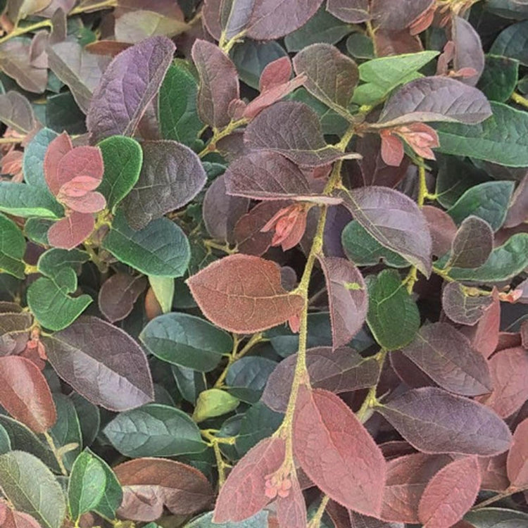 Loropetalum Ruby | Extra Large 3 Gallon Plants | Loropetalum Chinense 'Ruby' | Vibrant Garden Addition | Easy-Grow Foliage