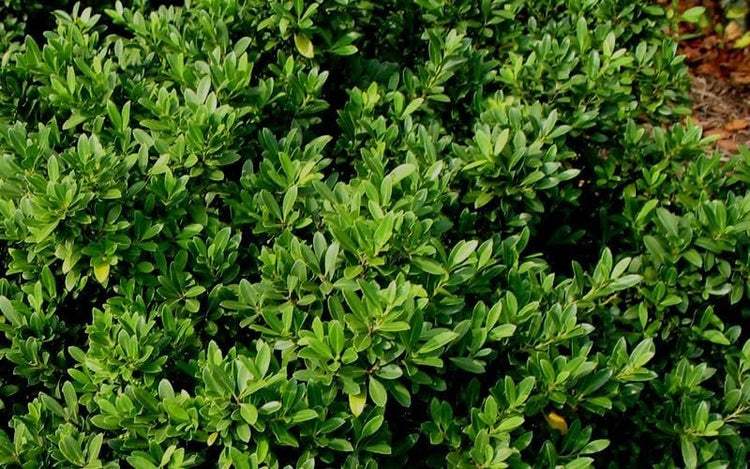 Hoogendoorn Holly Shrub I Large Gallon Size Plants I Ilex Crenata | Lustrous Evergreen for Hedging, Privacy Screens, and Decorative Accents