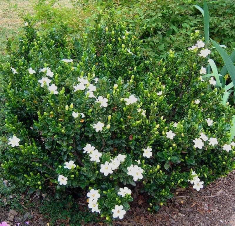 Gardenia Veitchii | Extra Large Gallon Plant | Gardenia jasminoides 'Veitchii' | Fragrant Blooms | Lush Foliage