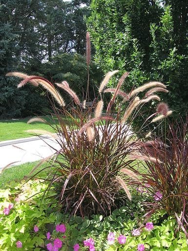 Red Fountain Grass | Extra Large 3 Gallon Plants | Pennisetum Setaceum Rubrum | Vibrant Landscape Feature | Striking Color Contrast | Full Sun Perennial Ornamental Grass (3 Plants)