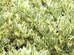 Ligustrum Jack Frost | Extra Large Gallon Plants | Variegated Foliage | Ideal for Hedges and Borders | Decorative Outdoor Shrub | Plants