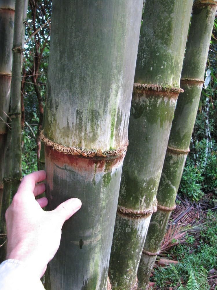 Dendrocalamus Asper Bamboo Plant - Fast-Growing Live Indoor/Outdoor Giant Bamboo for Landscaping & Green Decor - Eco-Friendly - Also Known as Dragon/Rough Bamboo