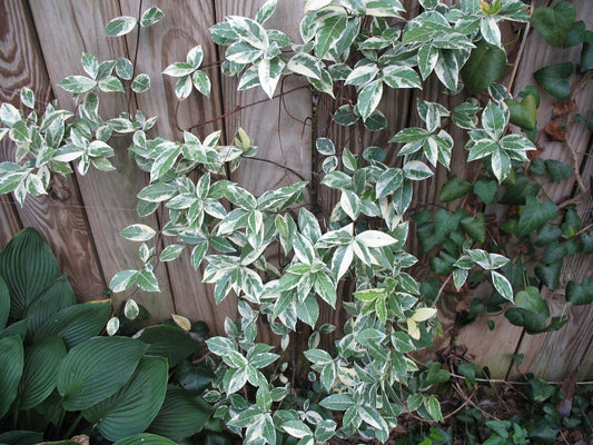 Variegated Confederate Jasmine | Extra Large Gallon Plants | Trachelospermum jasminoides Variegata | Eye-Catching Climber | Perfect for Garden Walls and Trellises