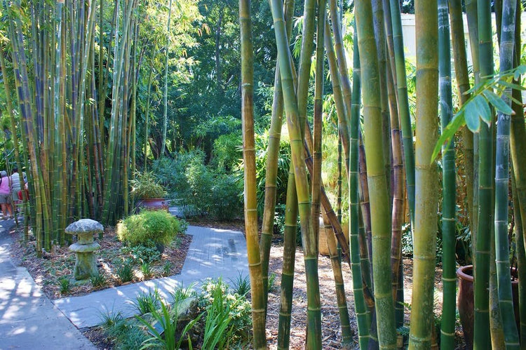 Oldhamii Bamboo | Live Plants | Bambusa Oldhamii | Privacy Screen Bamboo | Fast-Growing Garden Foliage | Tall Decorative Landscape Specimen