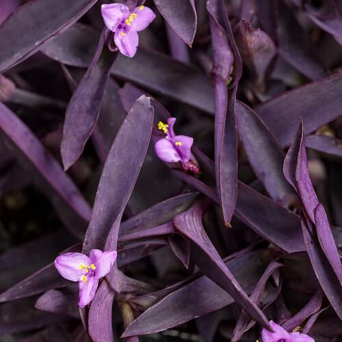 Purple Queen Tradescantia Setcresea I Live Plants I Spiderwort | Lush Magenta Foliage for Striking Garden Contrast, Ideal for Ground Cover, Borders, & Containers