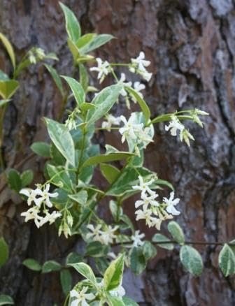 Variegated Confederate Jasmine | Extra Large Gallon Plants | Trachelospermum jasminoides Variegata | Eye-Catching Climber | Perfect for Garden Walls and Trellises