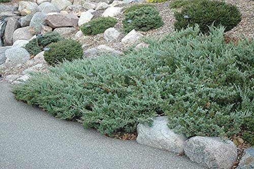 Hughes Juniper - Live Plants - Juniperus Horizontalis - Drought Tolerant Cold Hardy Evergreen Ground Cover