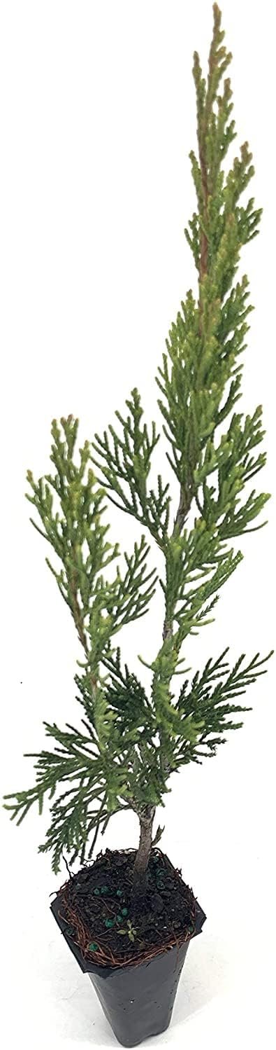 Spartan Juniper | Live Trees | Juniperus Chinensis | Evergreen Privacy Screening Plant