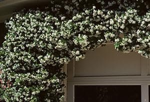 Downy Jasmine | Extra Large 3 Gallon Plant | Jasminum multiflorum | Fragrant Flowering Shrub | Ideal for Gardens and Patios