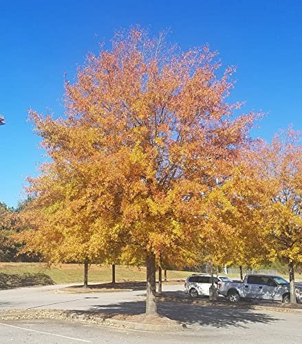 Willow Oak Tree | Live Plants | Quercus Phellos | Beautiful Unique Fast Growing and Hardy Shade Tree