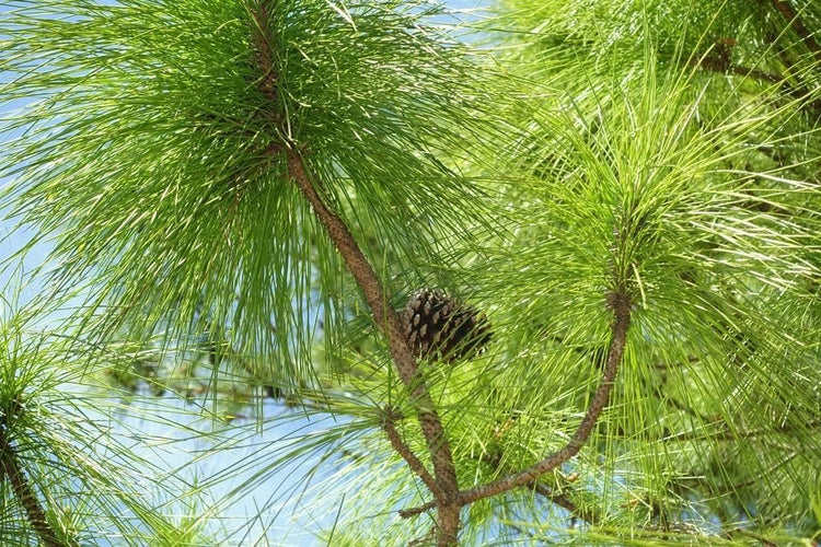 Slash Pine Tree | Live Plants | Pinus Elliottii | Fast Growing Stately Shade Tree