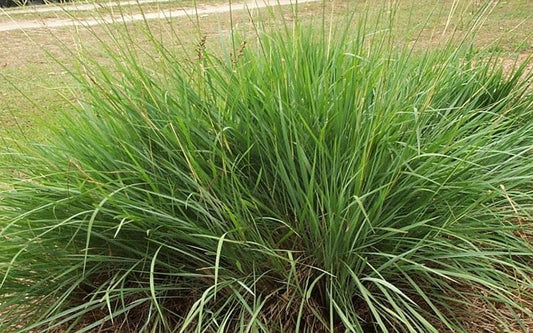 Dwarf Fakahatchee Grass I Large Gallon Size Plants I Tripsacum Floridanum I Live Premium Quality, Low-Maintenance Ornamental Grass for Landscaping, Gardens, and Containers - Fast-Growing