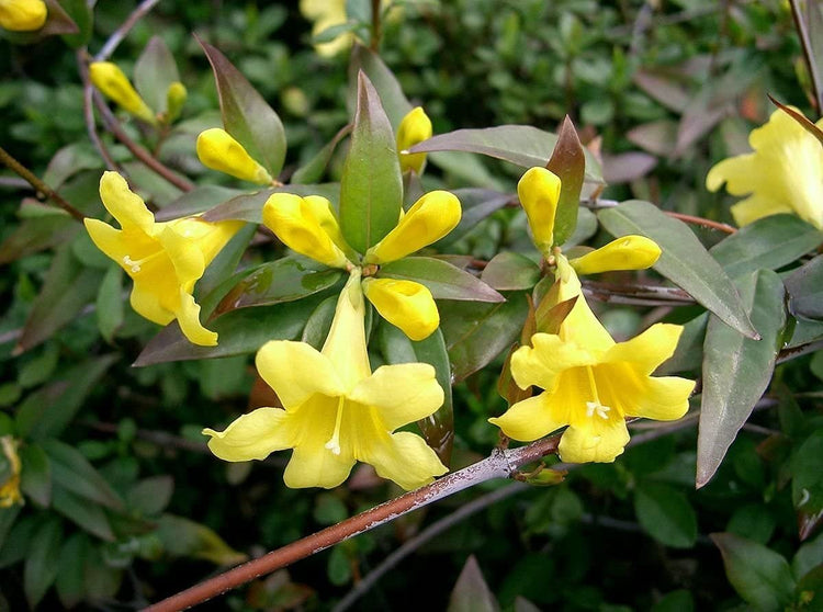 Carolina Jasmine | Large Gallon Size Plants | Gelsemium Sempervirens Jessamine | Fragrant Blooming Vine Foliage