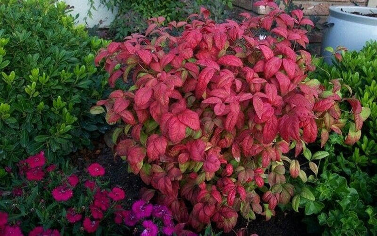 Nandina Firepower | Extra Large Gallon Plants | Nandina Domestica 'Firepower' | Vibrant Foliage All Year | Easy to Grow