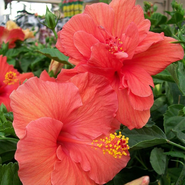 Hibiscus President Red | Live Plants | Hibiscus Rosa-Sinensis | Vibrant Red Blooms | Tropical Garden Beauty | Eye-Catching Flowering Shrub