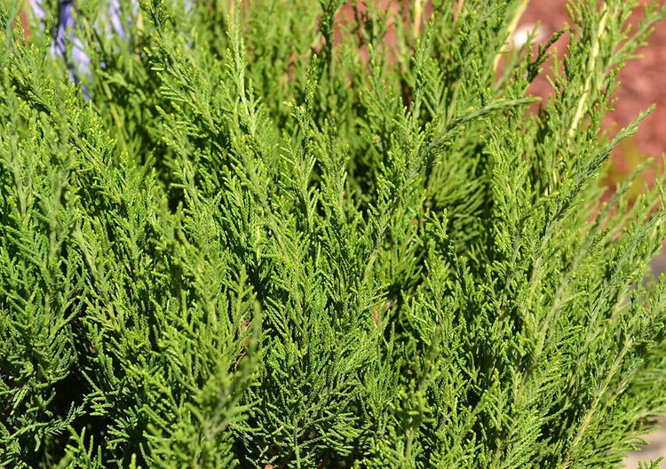 Juniper Sea Spray | Live Inch Pots | Juniperus Chinensis | Drought Tolerant Cold Hardy Evergreen Groundcover Plants