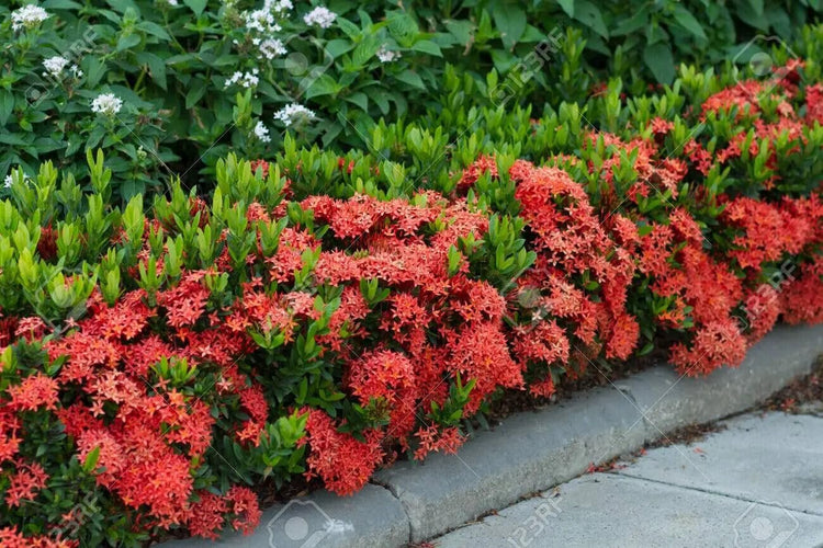 Ixora Taiwanese Red | Extra Large Gallon Plants | Ixora chinensis | Lush Tropical Bloomer | Vibrant Garden Addition