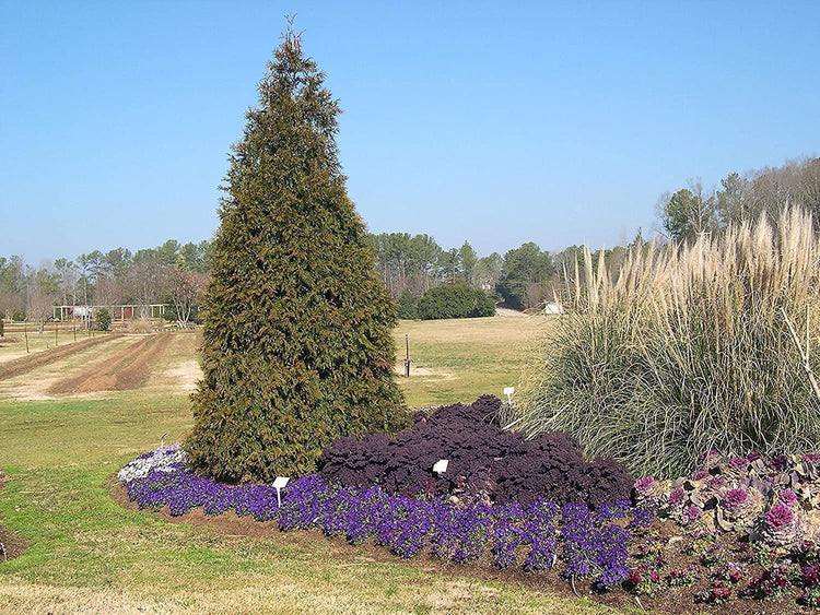 Green Giant Arborvitae | Live Gallon Tree | Thuja Plicata | Evergreen Privacy Screening Plants