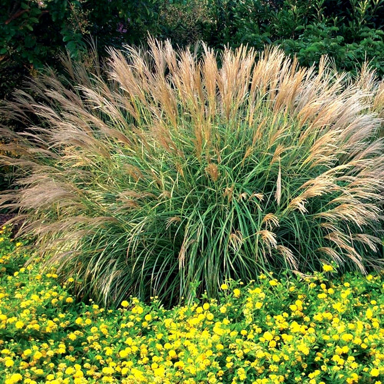 Adagio Maiden Grass | Live Quart Sized Plant | Miscanthus Sinensis | Fast Growing Cold Hardy Ornamental Plants