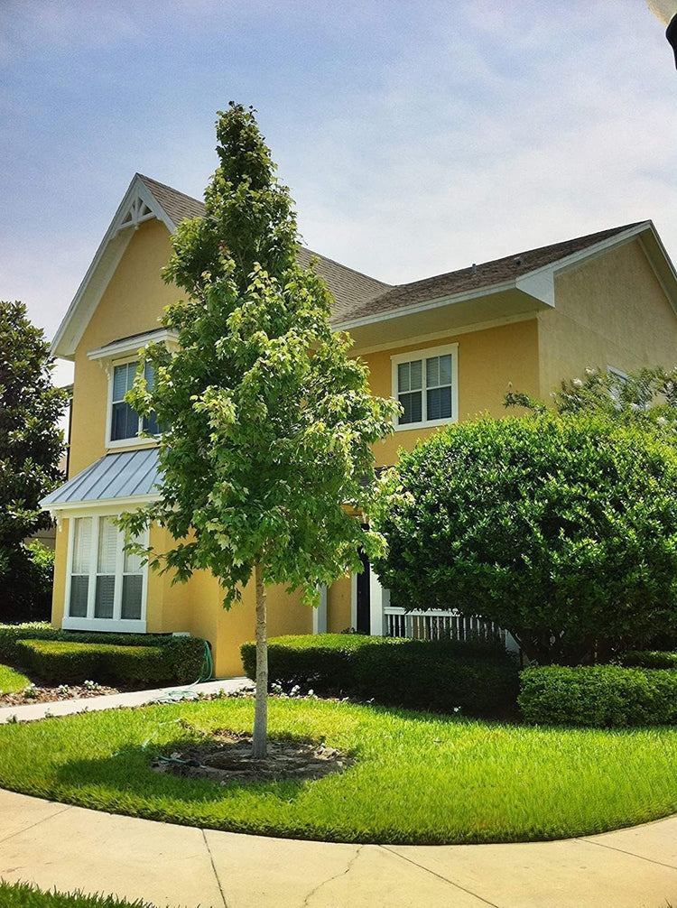 Red Maple Tree | Live Trees | Acer rubrum | Native American Beauty Fast-Growing Shade Tree | Fall Foliage Wildlife-Friendly Habitat