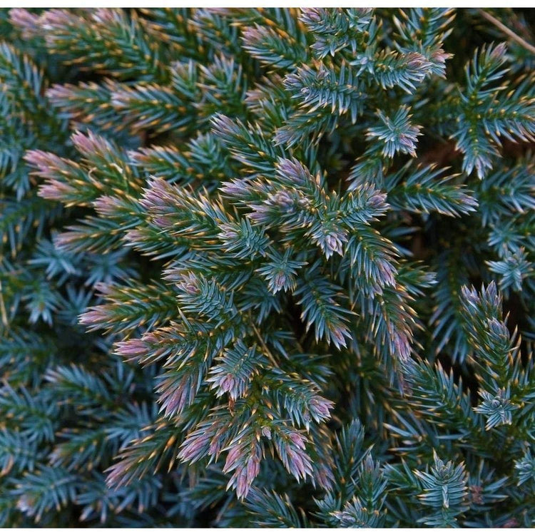 Blue Star Juniper - Live Plants - Juniperus Squamata - Low Maintenance Evergreen Groundcover