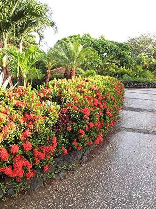 Ixora Maui Red | Extra Large Gallon Plants | Ixora coccinea | Tropical Garden Favorite | Lush Flowering Shrub