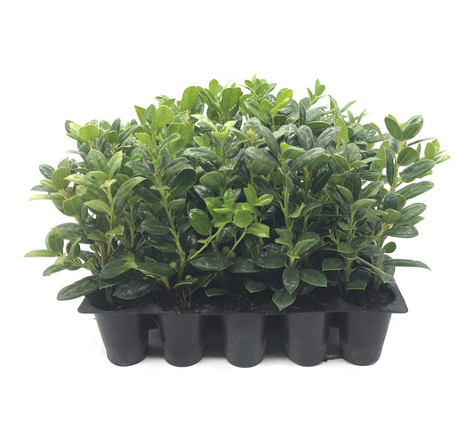 Dwarf Burford Holly Ilex - Live Plants - Evergreen Burfordi Shrub