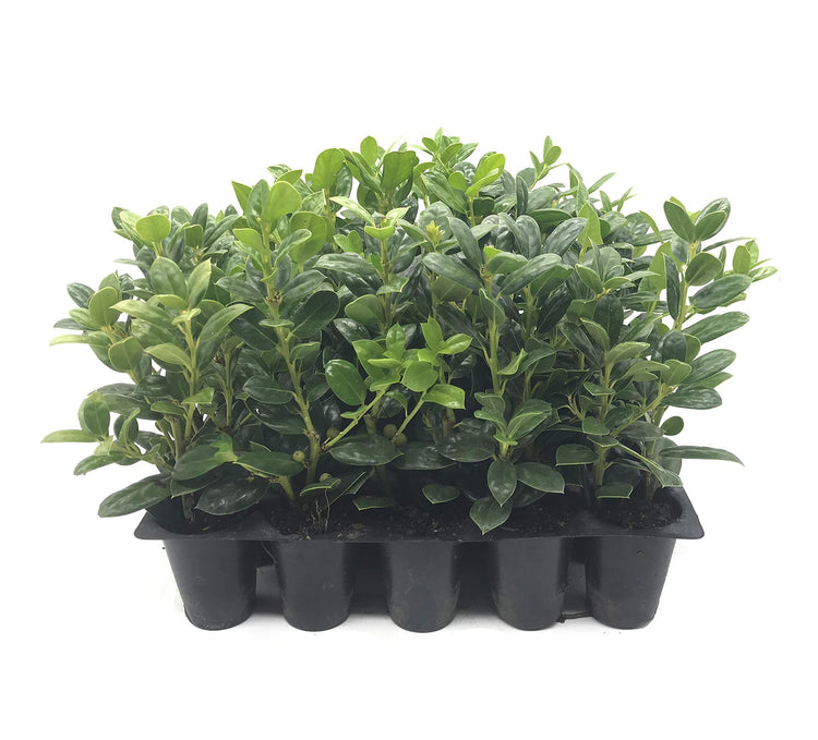 Dwarf Burford Holly Ilex - Live Plants - Evergreen Burfordi Shrub