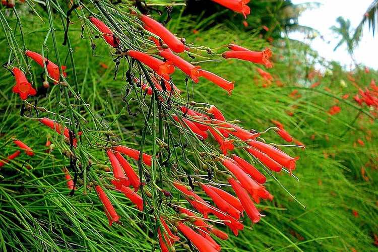 Firecracker Plant I Large Gallon Size Plants I Russelia Equisetiformis I Vibrant Red Tubular Flowers, Hummingbird Attracting, Heat-Tolerant, Perfect for Borders and Containers