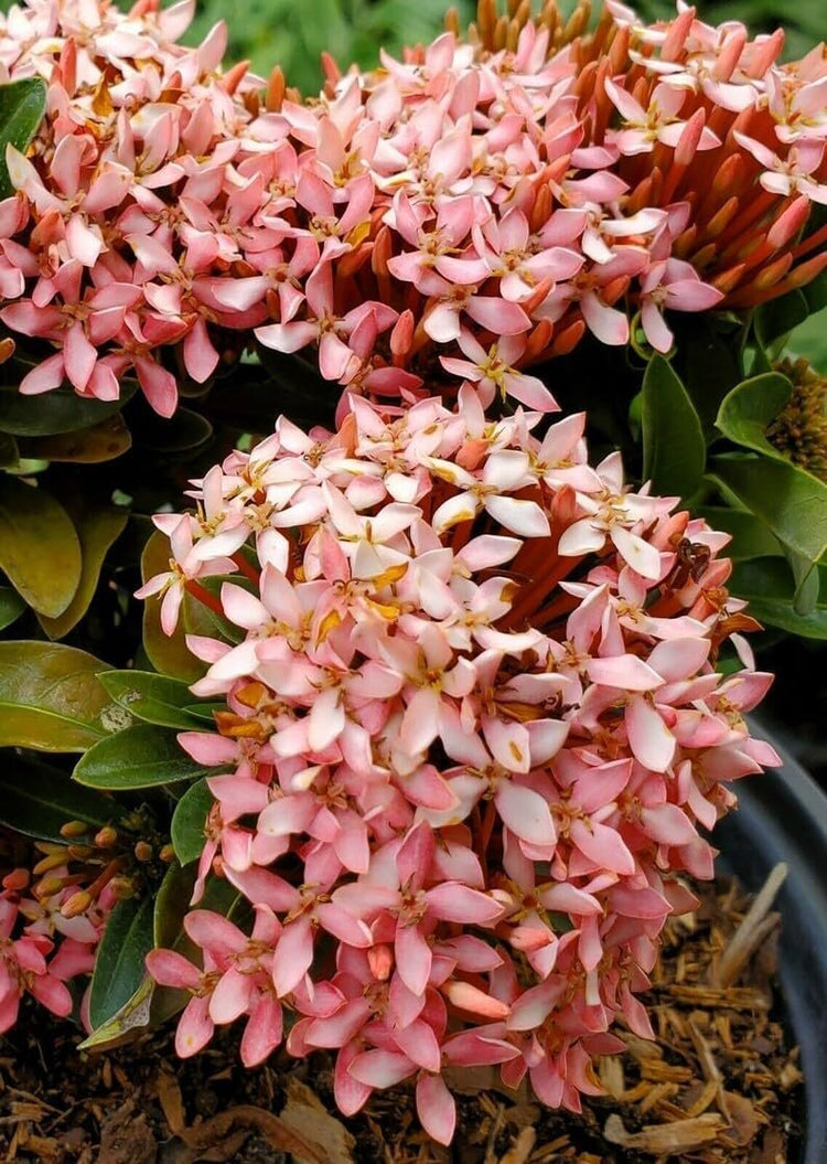 Ixora Dwarf Pink Taiwanensis | Live Plants | Ixora Chinensis | Perfect for Compact Spaces | Vibrant Tropical Blooms