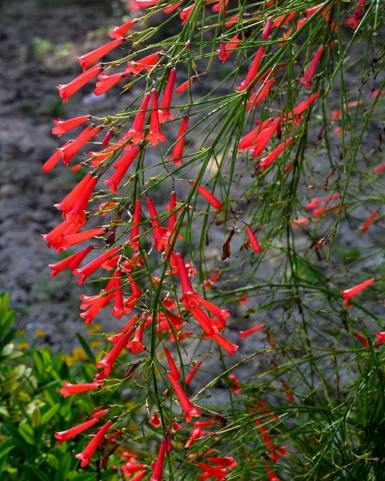 Firecracker Plant I Live Plants I Russelia Equisetiformis I Vibrant Red Tubular Flowers, Hummingbird Attracting, Heat-Tolerant, Perfect for Borders and Containers (30 Plants)