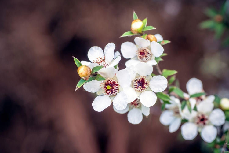 New Zealand Tea Plant | Extra Large 3 Gallon Plants | Leptospermum scoparium | Evergreen Shrub | Low Maintenance