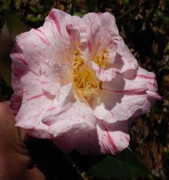 Camellia Japonica Rebel Yell I Extra Large Gallon Plants I White and Pink Stripe Flowering Lush Pink Blooms, Live Plant for Gardens & Patios