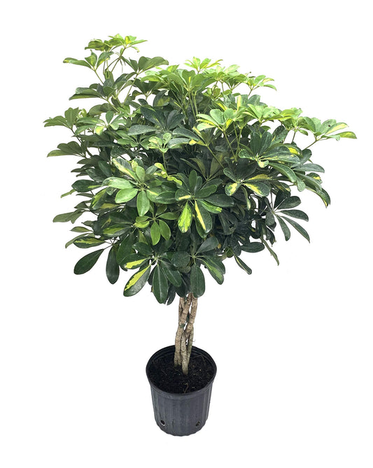 Umbrella Tree - 'Gold Capella' Live Braided Schefflera Arboricola - Florist Quality - Beautiful Indoor Tree - Feet Tall