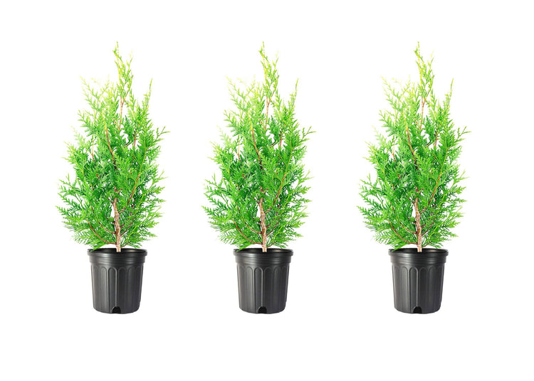 Green Giant Arborvitae | Live Gallon Tree | Thuja Plicata | Evergreen Privacy Screening Plants