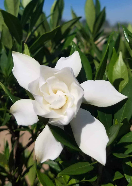 Frostproof Gardenia | Large Gallon Size Plant | Fragrant Blooming Shrub | Gardenia Jasminoides