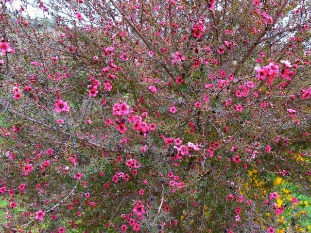 New Zealand Tea I Live Plants I Pink Flowers I Leptospermum Scoparium | Rich Aroma and Robust Flavor