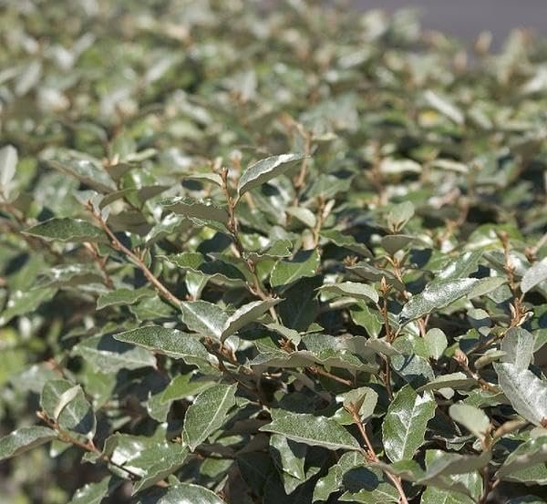 Elaeagnus Pungens I 2 Large Gallon Size Plants I Thorny Olive I Hardy Evergreen Shrub with Fragrant Blooms, Perfect for Hedges, Screening & Ornamental Garden Display