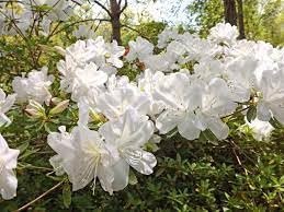 Azalea GG Gerbing | Extra Large Gallon Plants | Lush & Radiant White Blooms, Premium Quality, Hardy & Versatile, Ideal for Indoor/Outdoor Planting & Decor