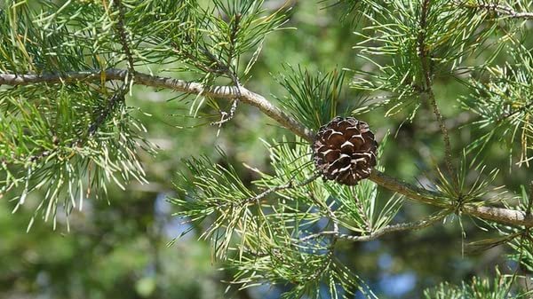 Virginia Pine | Live Trees | Scrub Spruce Pine | Pinus Virginiana | Unique Evergreen Specimen Planting