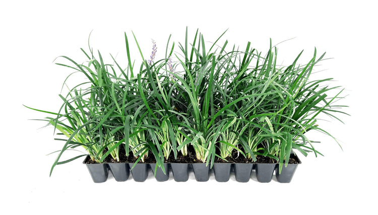 Super Blue Liriope Muscari - Live Plants - Evergreen Ground Cover Grass