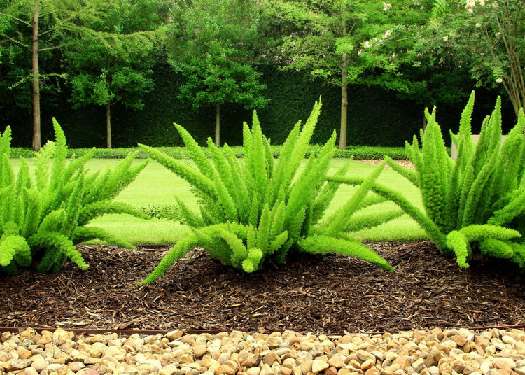 Foxtail Fern | 3 Extra Large 3 Gallon Plants | Asparagus densiflorus 'Meyersii' | Lush Texture | Architectural Greenery