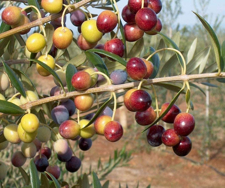 Arbequina Olive Tree | Live Inch Pots | Grow Your Own Olives Indoors